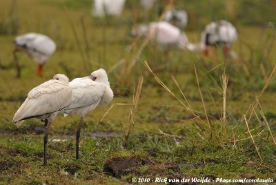 African SpoonbillPlatalea alba