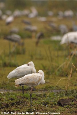 African SpoonbillPlatalea alba