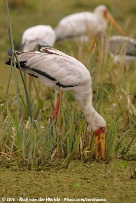 Yellow-Billed StorkMycteria ibis