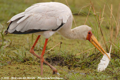 Yellow-Billed StorkMycteria ibis