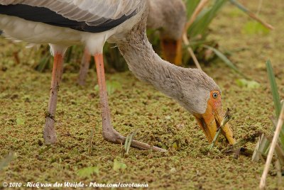 Yellow-Billed StorkMycteria ibis