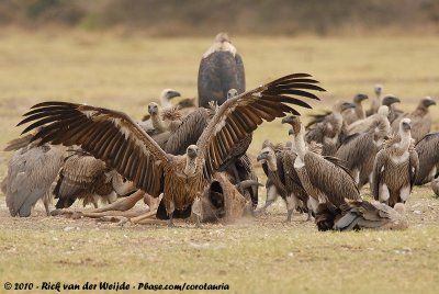 African White-Backed VultureGyps africanus