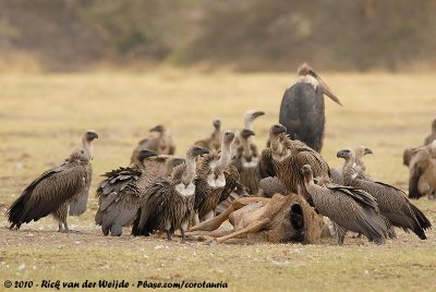African White-Backed VultureGyps africanus