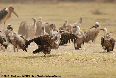 African White-Backed VultureGyps africanus