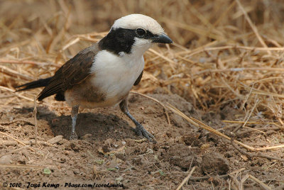 Northern White-Crowned ShrikeEurocephalus rueppelli