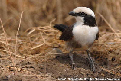 Northern White-Crowned ShrikeEurocephalus rueppelli