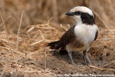 Northern White-Crowned ShrikeEurocephalus rueppelli