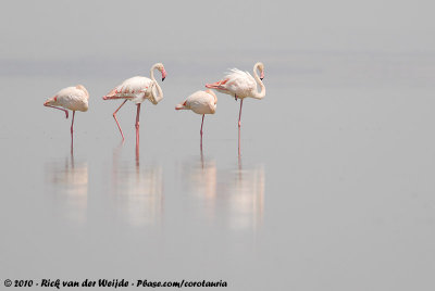 Greater Flamingo  (Roze Flamingo)