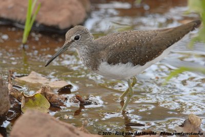 Green Sandpiper  (Witgat)