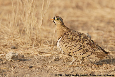 Black-Faced SandgrousePterocles decoratus decoratus