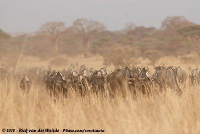 Eastern White-Bearded WildebeestConnochaetes taurinus albojubatus