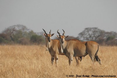 Common Eland  (Elandantilope)