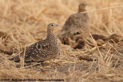 Chestnut-Bellied Sandgrouse  (Roodbuikzandhoen)