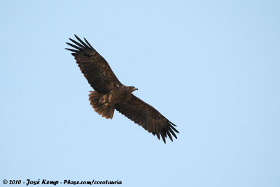 Steppe Eagle  (Steppearend)