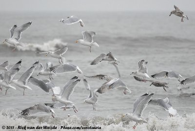 European Herring GullLarus argentatus ssp.