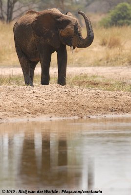 African Elephant<br><i>Loxodonta africana</i>