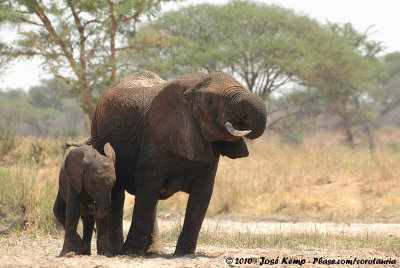 African ElephantLoxodonta africana