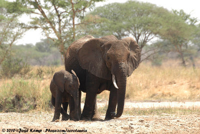 African ElephantLoxodonta africana
