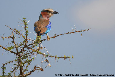 Lilac-Breasted RollerCoracias caudatus caudatus