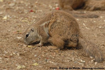 Cape Ground SquirrelXerus inauris