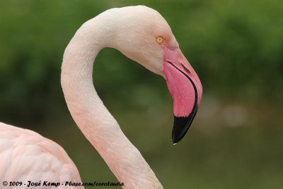 Greater Flamingo  (Roze Flamingo)