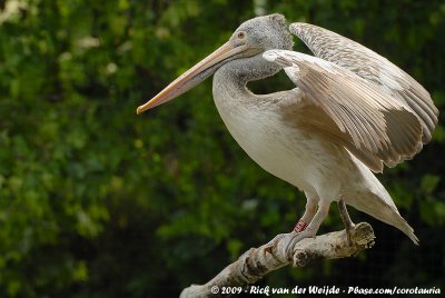 Spot-Billed PelicanPelecanus philippensis