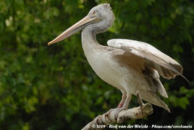 Spot-Billed PelicanPelecanus philippensis