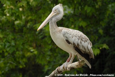 Spot-Billed PelicanPelecanus philippensis