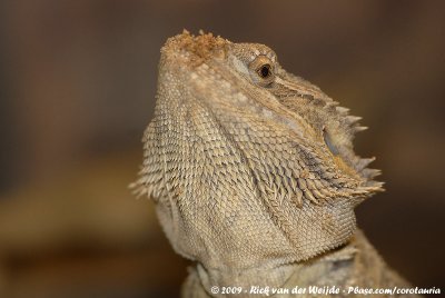 Bearded DragonPogona vitticeps