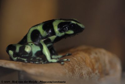 Green And Black Poison Dart Frog  (Gouden Pijlgifkikker)
