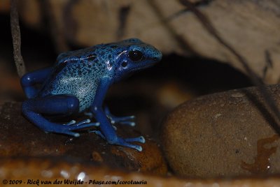 Blue Poison Dart Frog  (Blauwe Pijlgifkikker)