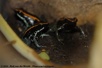 Orange And Black Poison Dart Frog  (Gestreepte Pijlgifkikker)
