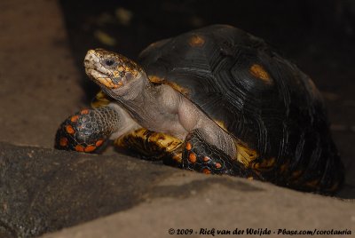 Red-Legged Tortoise  (Kolenbranderschildpad)