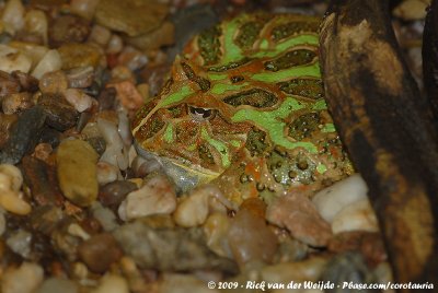 Cranwell's Horned Frog  (Cranwells Hoornkikker)