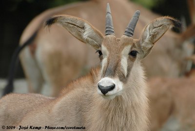 Roan Antelope  (Roanantilope)