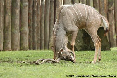 Greater Kudu  (Grote Koedoe)