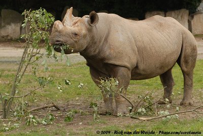 Rhinoceroses  (Neushoorns)