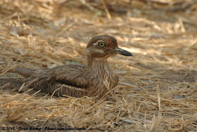Water Thick-Knee  (Watergriel)