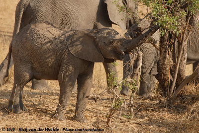 African ElephantLoxodonta africana