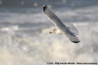 European Herring GullLarus argentatus ssp.