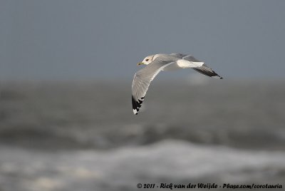 Common GullLarus canus canus