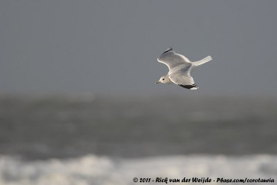 Common GullLarus canus canus