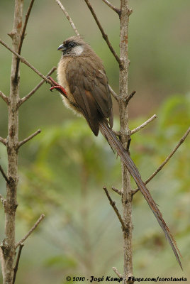 Speckled MousebirdColius striatus kikuyensis