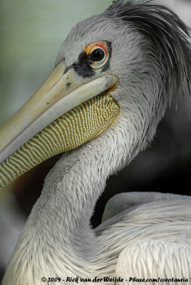 Pink-Backed PelicanPelecanus rufescens