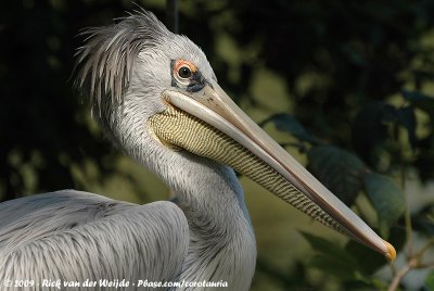 Pink-Backed PelicanPelecanus rufescens