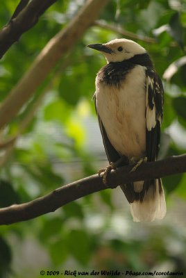 Black-Collared Starling  (Zwartkraagspreeuw)