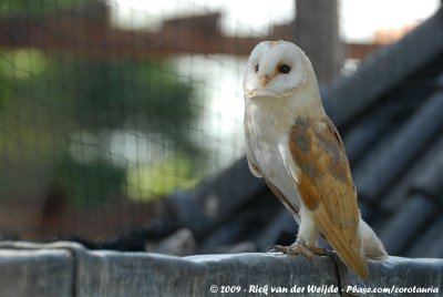Barn Owl  (Kerkuil)