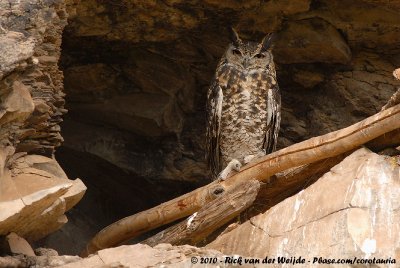 Mackinder's Eagle-OwlBubo mackinderi