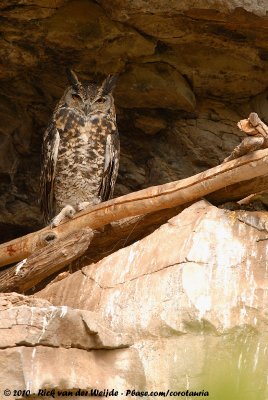 Mackinders Eagle-Owl<br><i>Bubo mackinderi</i>