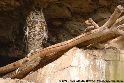 Mackinder's Eagle-Owl  (Mackinders Oehoe)